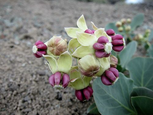 Asclepias cryptoceras